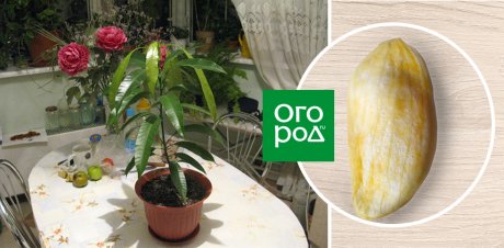 Комнатная пальма: топ неприхотливых видов для домашних условий